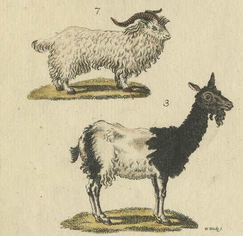 Antique Handcolored Engraving of Domestic Goats, c.1800, close-up 2