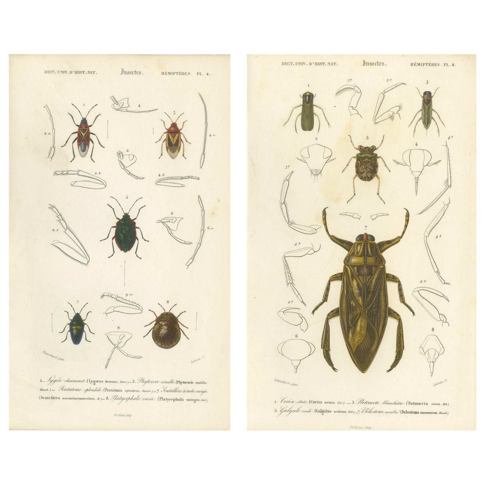 Antique Hemipteres Pair, Shield Bugs & Water Bugs, French Natural History, 1800