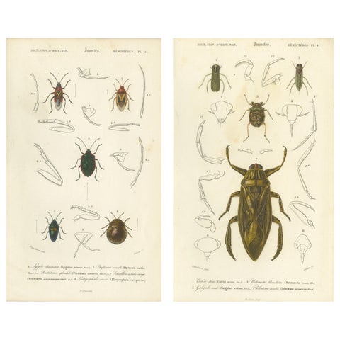Antique Hemipteres Pair, Shield Bugs & Water Bugs, French Natural History, 1800