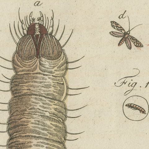 Magnified Insect Larvae and Small Moths, Antique Bertuch Print, circa 1805, close-up 5