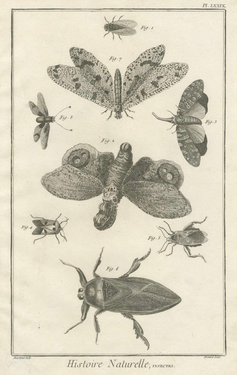 Set of Three Antique Engravings of Insects from Diderot’s Encyclopédie, ca. 1770, close-up 3