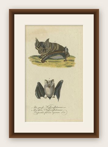 Whispers of the Night: Anatomical Elegance of Horseshoe Bats, 1775, shown framed