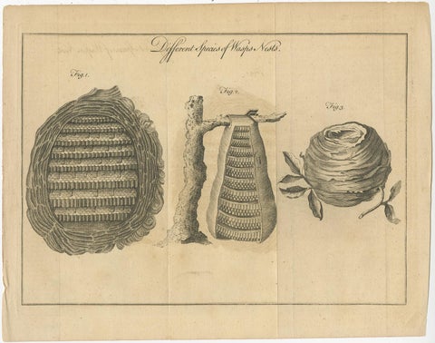 Original Antique Copper Engraving of Various Wasp Nests, Published circa 1780, view 2