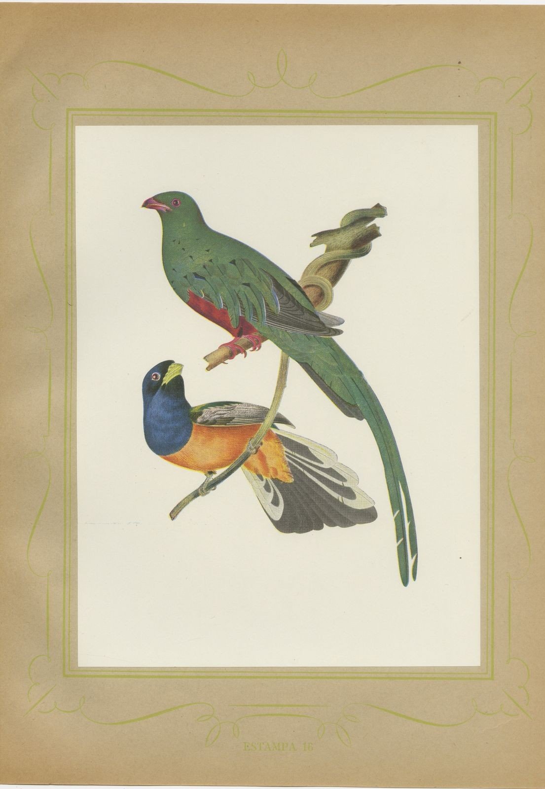Quetzal and Trogon, Brazilian Bird Print, Descourtilz, 1944
