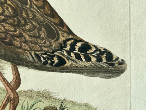Ruff Bird Print with Nest, Tringa Pugnax by Nozeman and Sepp, 1770, view 10
