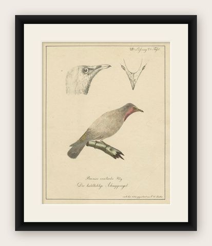 The Bald-Like Snapping Bird on a Hand-Colored Lithograph, circa 1820, shown framed