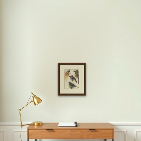 Antique Print of the Mrs Reichenow's Bird of Paradise and Others, 1950, shown framed on a wall