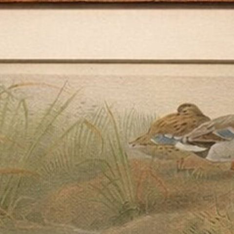 Antique Wild Duck Print Mallard Ducks Wetland Scene Chromolithograph c.1895, close-up 5