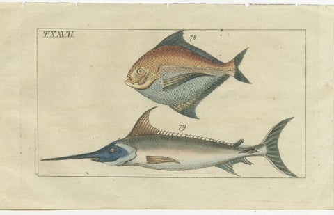 Set of 3 Antique Fish Prints, Sword Fish, John Dory, Haddock, 1832, view 4