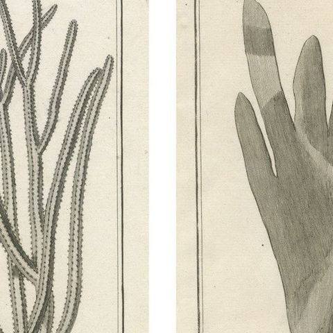 Decorative Antique Prints, Marine Plants and Cactus Engravings, c.1770, close-up 3