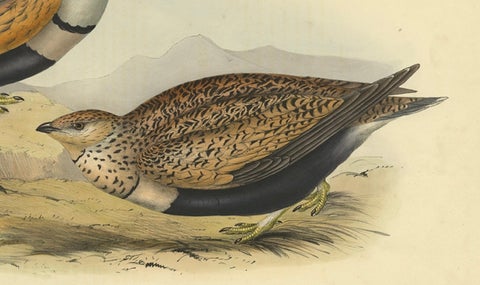 Antique Hand-Colored Bird Print of the Sand Grouse by Gould, 1832, close-up 2