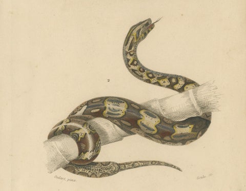 Snake Print of Sand Boa and Boa Constrictor, c.1850, by Orbigny, close-up 2