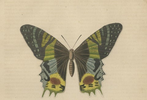 Transcending Time: Urania Prometheus, A Lepidopteral Legacy - Circa 1845, close-up 1