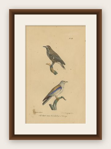 Pl. 33 Antique Bird Print of a Nutcracker & European Roller by Lejeune, 'c.1830', shown framed