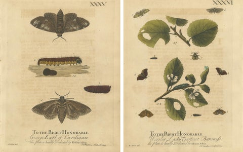 Antique English Moths with Caterpillars and Host Plants, Albin Entomology 1720, view 4
