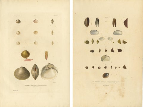 Antique Conchology Prints, Greenland Bivalves and Modiolaria Shells, 1842, view 5