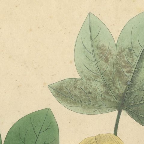 Antique Cotton Botanical Print, Gossypium Herbaceum, c.1831, close-up 5