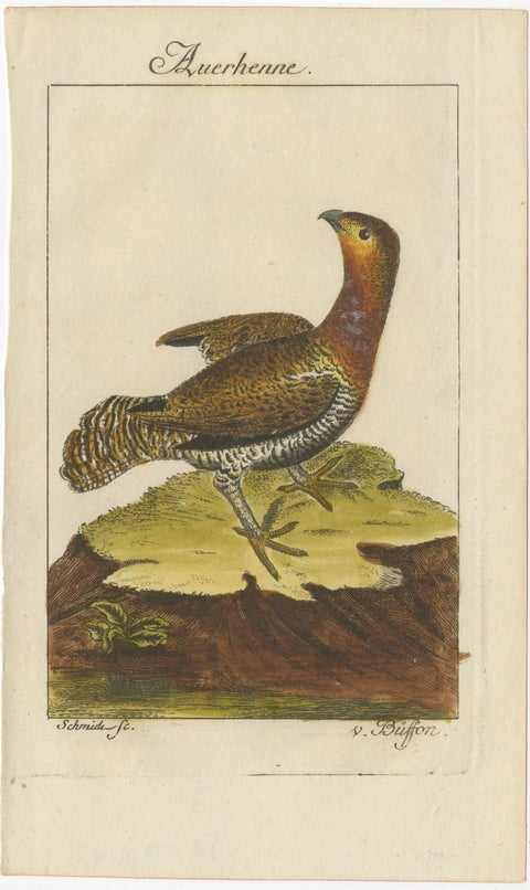 Antique Bird Print of a Western Capercaillie or Wood Grouse Hen, view 2