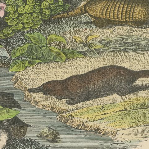 Antique Platypus, Anteater and Sloth Print with Pangolin, Kolb, circa 1890, close-up 3