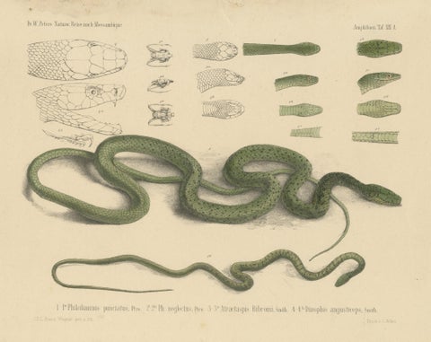 Antique Print of Philothamnus and other Snake Species, view 3