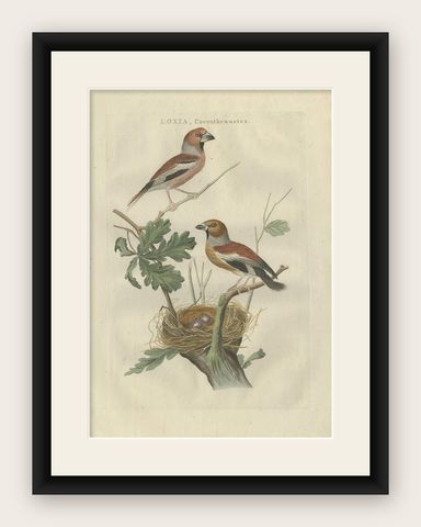 Antique Bird Print of the Hawfinch by Sepp & Nozeman, 1789, shown framed