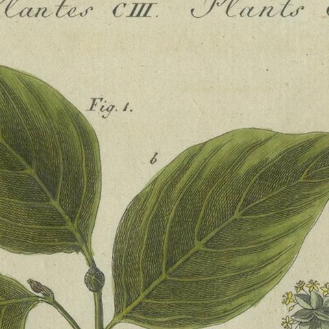 Medlar and Cornelian Cherry: Blossoms, Fruit, and Seeds, Bertuch, 1805, close-up 4