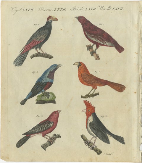 Vibrant 1805 Handcolored Engraving of Tropical Birds from Bertuch's Bilderbuch, view 2
