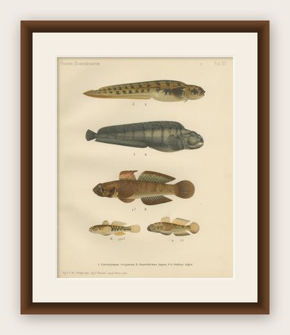 Viviparous Blenny, Wolf Fish, and Black Goby - Exquisite Scandinavian Fish Litho, shown framed