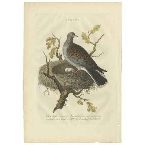 European Turtle Dove with Nest, Antique Bird Engraving, Nozeman & Sepp 1770