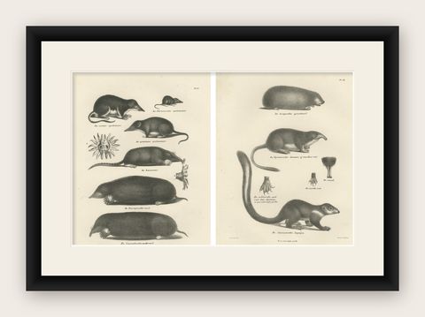 Moles, Shrews, and Burrowing Mammals from 'The Mammals' Natural History, 1836, shown framed