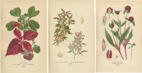 1897 Botanical Compilation, Bloodleaf, Joyweed, and Globe Amaranth, view 5