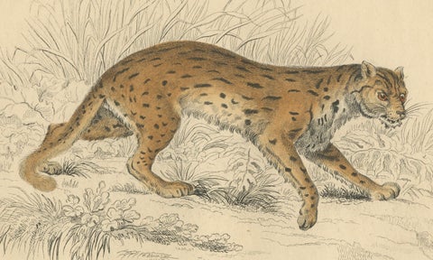 Hand-Colored Print of the Javan Leopard from Jardine's Natural History, 1860, close-up 4