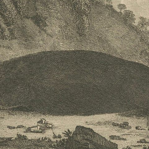 Antique Print of a Sea Otter of Nootka Sound in British Columbia, Canada, 1801, close-up 4