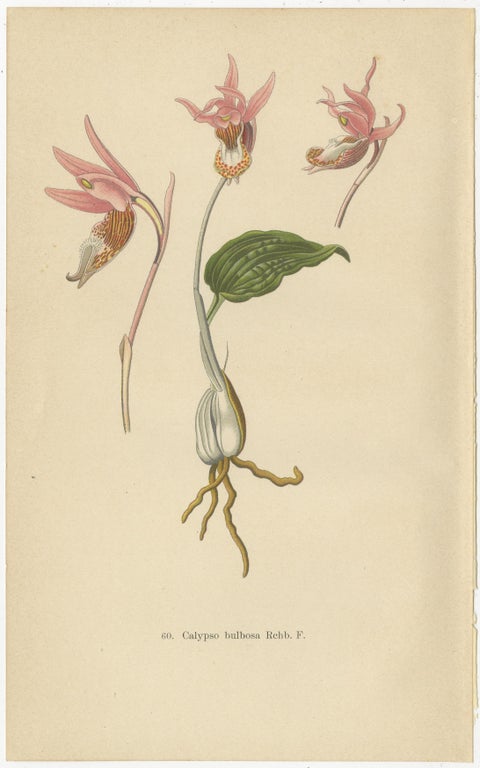 Historic Orchids: A 1904 Catalogue Illustration, view 3