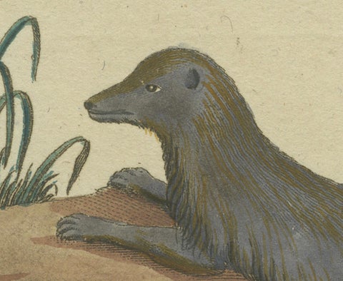 The European Pine Marten and The Polecat Meticulously illustrated, circa 1775, close-up 1