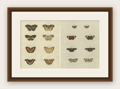 Set of 2 Antique Butterfly Prints 'Pl. 138' by Cramer, Published in 1779, shown framed