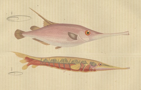 Underwater Elegance: Razorfish and Shrimpfish - A Marine Engraving Study, 1845, close-up 3