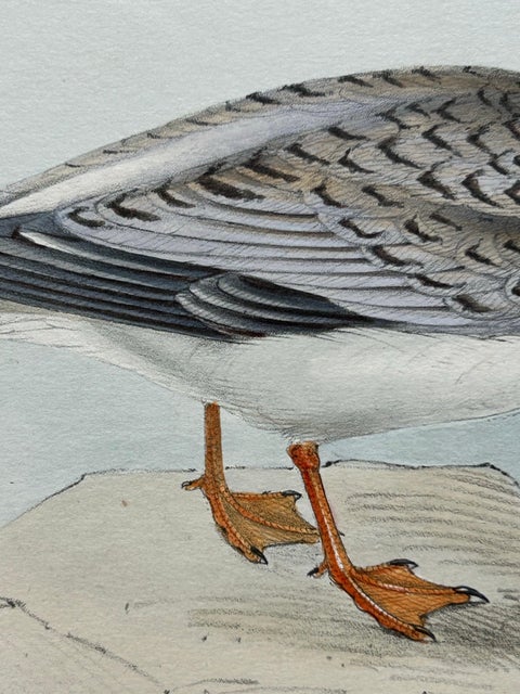 Little Tern, Antique Bird Print by John Gould, Europe Series c.1832, view 2