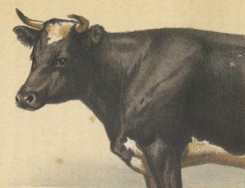 Dutch Dairy Cow, Black and White Cattle Chromolithograph, 1863, close-up 1