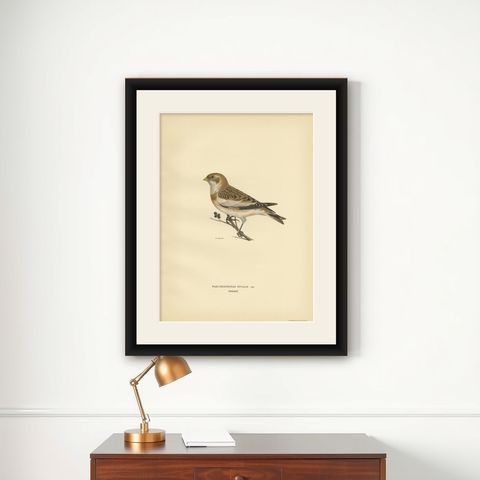 Decorative Original Antique Bird Print of The Snow Bunting, 1927, shown framed on a wall