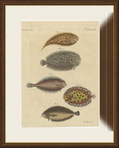 Five Soles and Flatfish, Antique Bertuch Print, circa 1815, shown framed