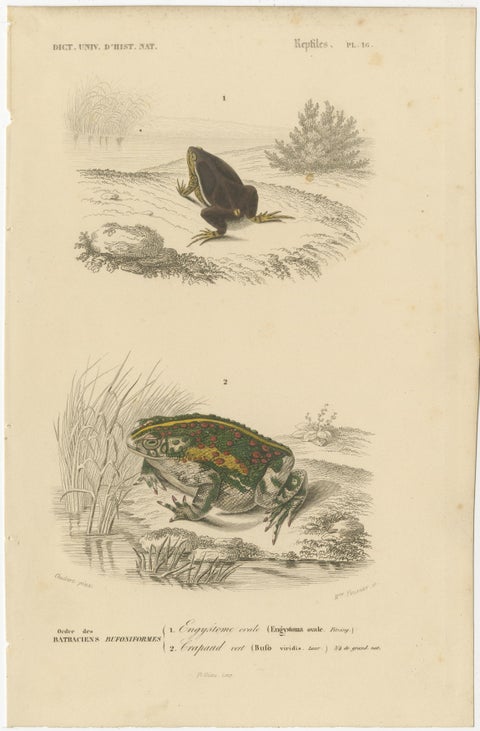 Frog Print of Oval Engystoma and Green Toad, c.1850, by Orbigny, view 2