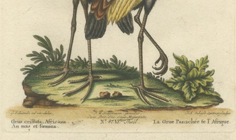 Hand-Colored Engraving of the Crested African Crane by Johann Seligmann. ca.1770, close-up 2