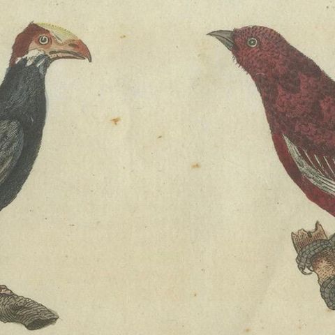 Vibrant 1805 Handcolored Engraving of Tropical Birds from Bertuch's Bilderbuch, close-up 5