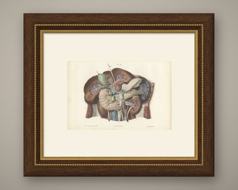 Nerves of the Stomach, Liver and Spleen, Antique Hirschfeld Anatomy Print, 1866, shown framed