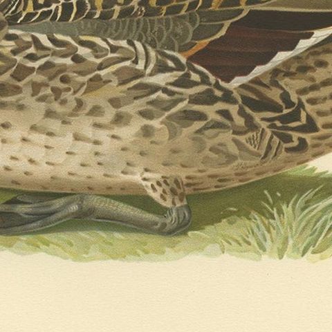 Antique Bird Print of a Male Northern Pintail by Von Wright '1929', close-up 2