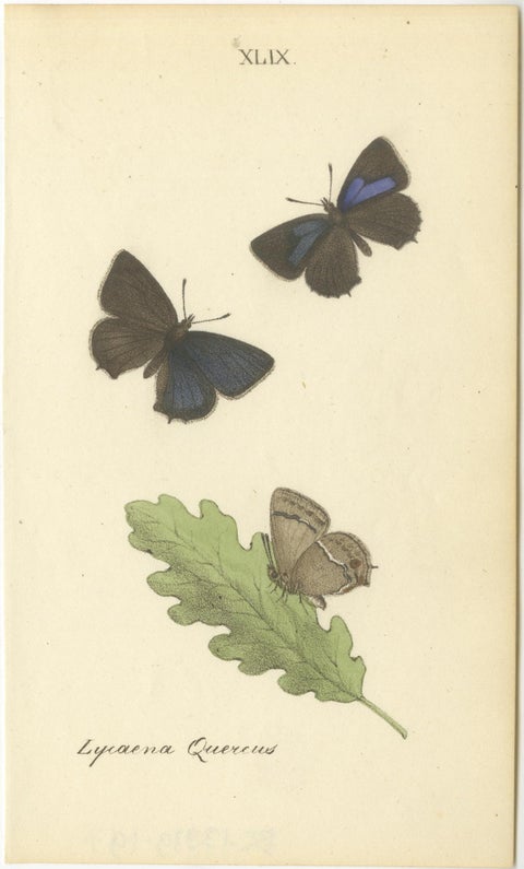 Small-Format Butterfly Engravings with Botanical Studies, 1835, view 6