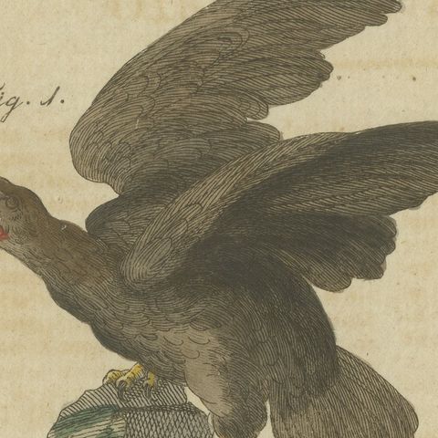 Eagles including the Bald Eagle, Antique Bertuch Print, circa 1805, close-up 6