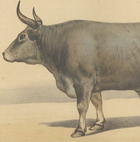 Algerian Ox, North African Cattle Chromolithograph by Olivier de Penne, 1863, close-up 2
