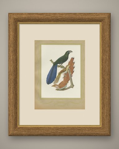 Long-Tailed Cuckoos, Brazilian Bird Print, Descourtilz, 1944, shown framed